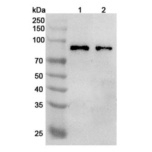 Anti-Human TRIM46 Polyclonal Antibody Anti-Human TRIM46 Polyclonal Antibody