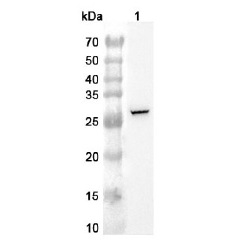 Anti-Human UPK1B Polyclonal Antibody