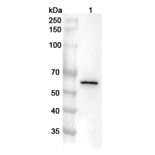Anti-Human USP22 Polyclonal Antibody