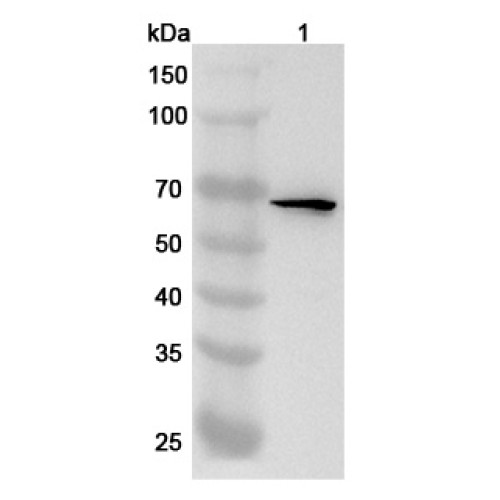Anti-Human WDR46 Polyclonal Antibody Anti-Human WDR46 Polyclonal Antibody