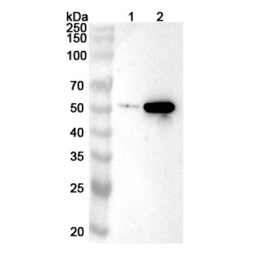Anti-INHBB Polyclonal Antibody