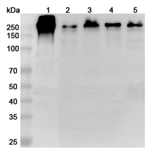 Anti-LAMC1 Polyclonal Antibody Anti-LAMC1 Polyclonal Antibody