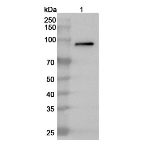 Anti-MPO Polyclonal Antibody