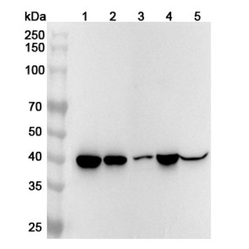 Anti-Mouse ADA/Adenosine deaminase Polyclonal Antibody