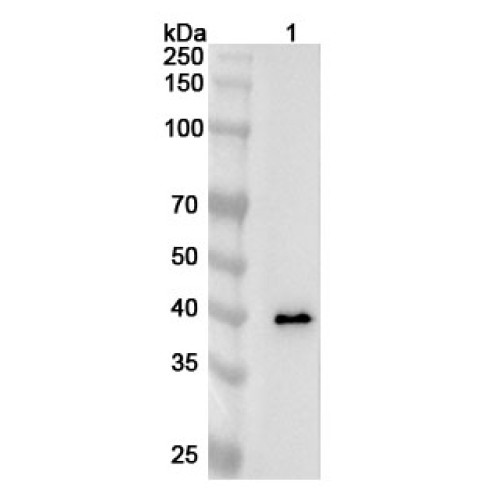Anti-Mouse AZGP1 Polyclonal Antibody