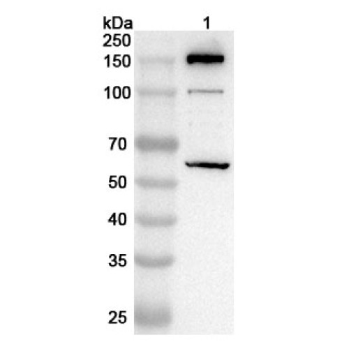 Anti-Mouse C4B Polyclonal Antibody Anti-Mouse C4B Polyclonal Antibody