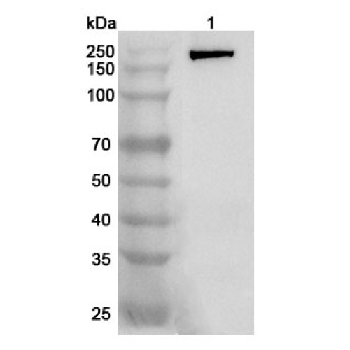 Anti-Mouse CD143/ACE Polyclonal Antibody