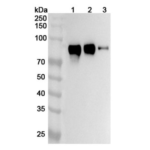 Anti-Mouse CD172a/SIRPA Polyclonal Antibody Anti-Mouse CD172a/SIRPA Polyclonal Antibody