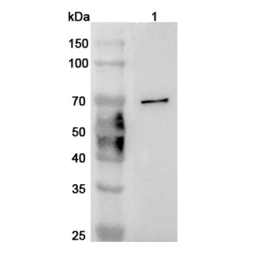 Anti-Mouse CD244 Polyclonal Antibody Anti-Mouse CD244 Polyclonal Antibody