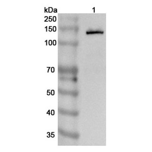 Anti-Mouse CD324/CDH1 Polyclonal Antibody Anti-Mouse CD324/CDH1 Polyclonal Antibody
