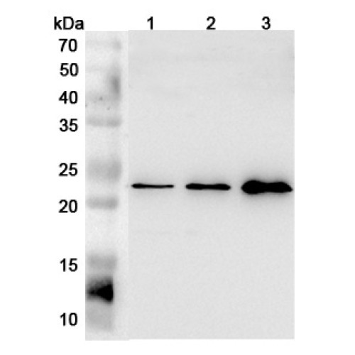 Anti-Mouse FGF21 Polyclonal Antibody Anti-Mouse FGF21 Polyclonal Antibody