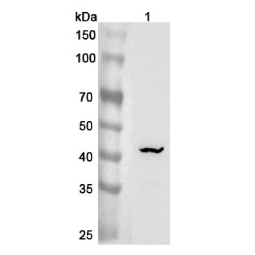 Anti-Mouse ST6GALNAC2/SIAT7-B Polyclonal Antibody Anti-Mouse ST6GALNAC2/SIAT7-B Polyclonal Antibody