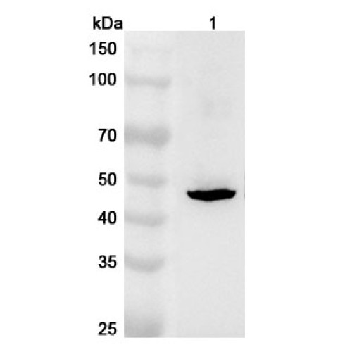 Anti-Mouse TAPBPL Polyclonal Antibody Anti-Mouse TAPBPL Polyclonal Antibody