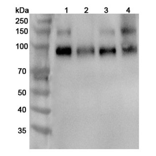 Anti-Mouse TrkB /NTRK2 Polyclonal Antibody