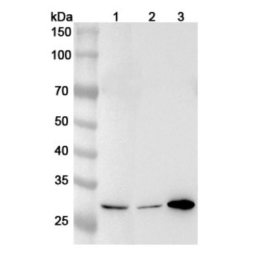 Anti-NQO1 Polyclonal Antibody Anti-NQO1 Polyclonal Antibody