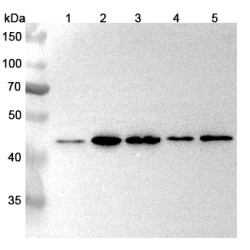 Anti-PSMD9 Polyclonal Antibody