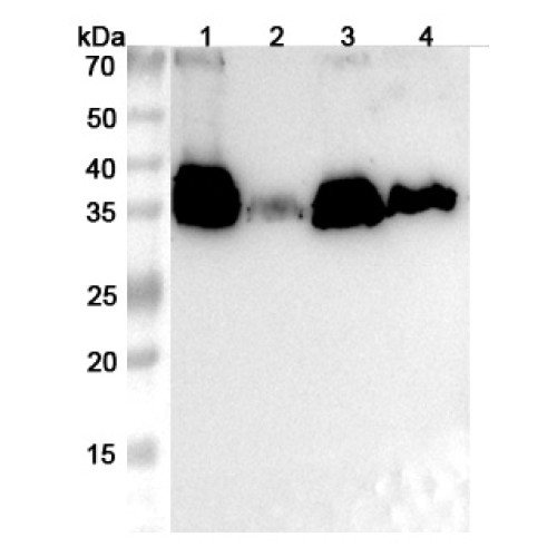 Anti-Penaeus monodon TM1/Tropomyosin Polyclonal Antibody
