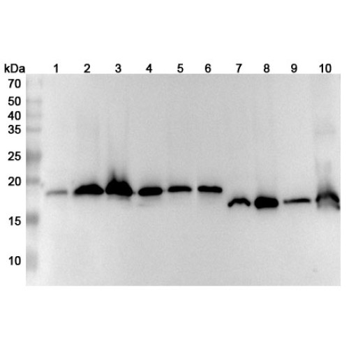 Anti-SOD1 Polyclonal Antibody Anti-SOD1 Polyclonal Antibody