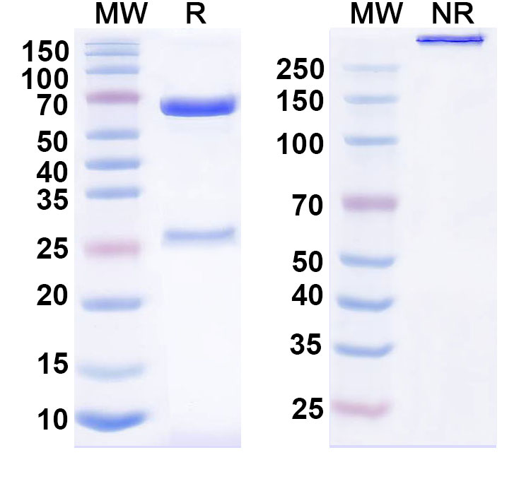SDS-PAGE for Anti-Human CD274/PD-L1 & CD137/TNFRSF9 Bispecific Reference Antibody (Acasunlimab, RUO)