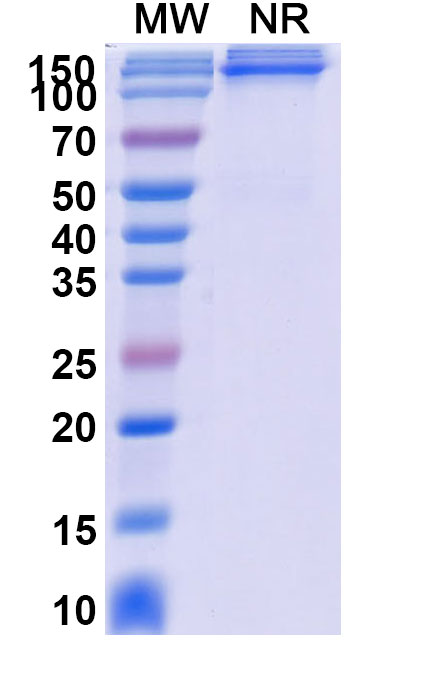 SDS-PAGE for Research Grade Acazicolcept