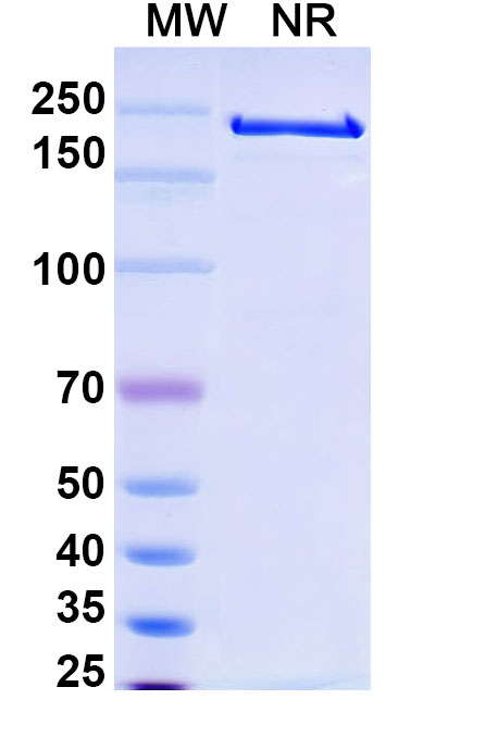 SDS-PAGE for Anti-Human CD52 Reference Antibody (Alemtuzumab, RUO)
