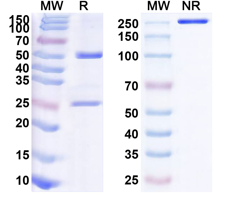 SDS-PAGE for Anti-Human IFN-alpha/beta R1 Reference Antibody (Anifrolumab, RUO)