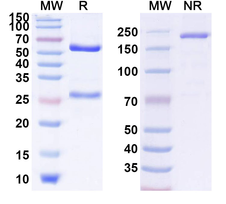 SDS-PAGE for Anti-Ganglioside GD2 Reference Antibody (ATL301)