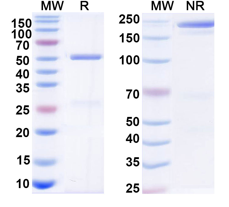 SDS-PAGE for Anti-HBsAg Reference Reference Antibody (OST 577)