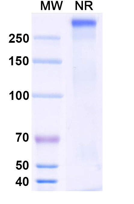 SDS-PAGE for Anti-HRSV F/F protein Reference Antibody (HNK20)