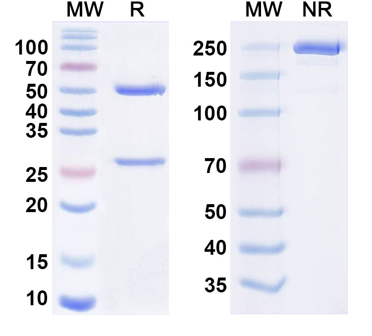 SDS-PAGE for Anti-HRSV Prefusion/Pre-F Reference Antibody (RSM01)