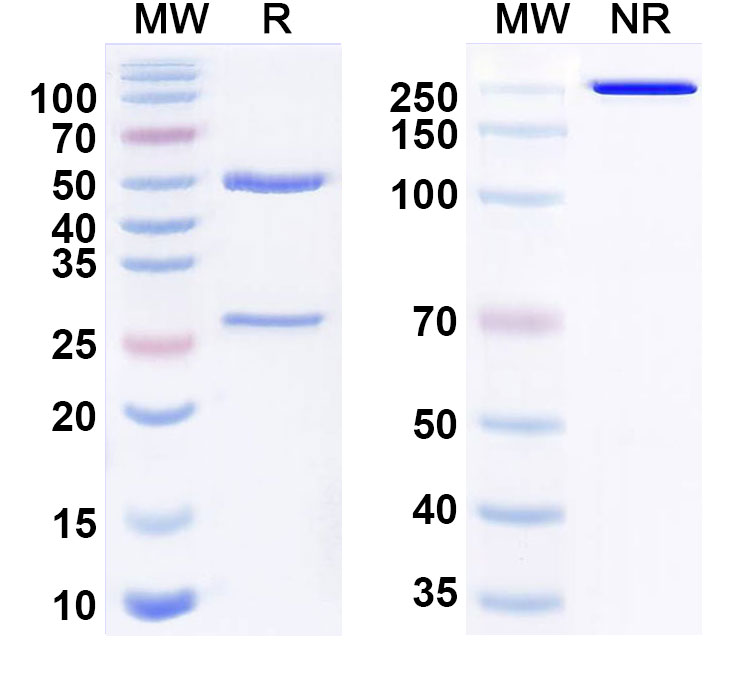 SDS-PAGE for Anti-Human A2AR/ADORA2A Reference Antibody (3F6-9G5)