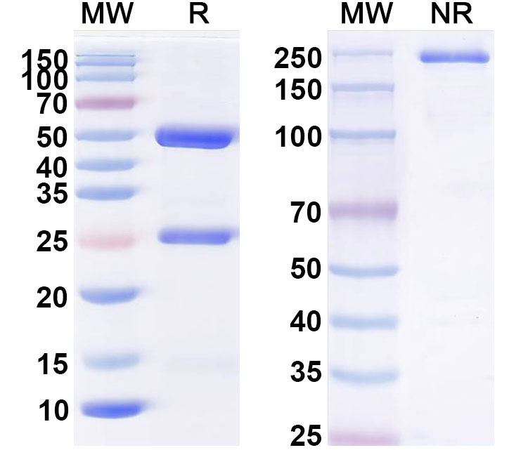 SDS-PAGE for Anti-Human ANGPT2 Reference Antibody (AT006)