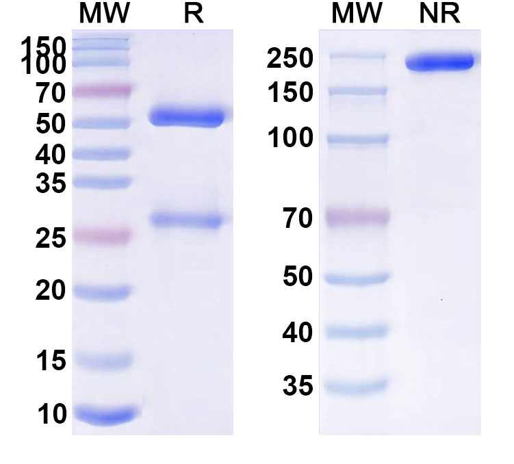 SDS-PAGE for Anti-Human APP/Amyloid beta Reference Antibody (DLX212)