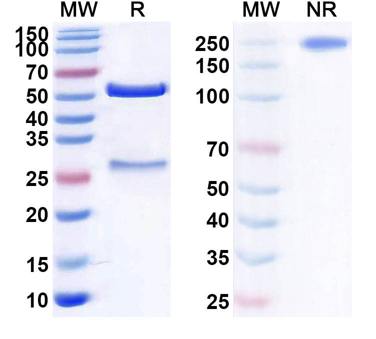 SDS-PAGE for Anti-Human C5 Reference Antibody (MUBODINA)