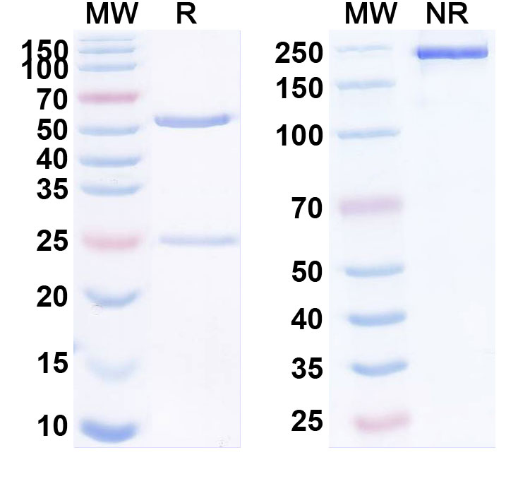 SDS-PAGE for Anti-Human CD107a/LAMP1 Reference Antibody (SAR428926)