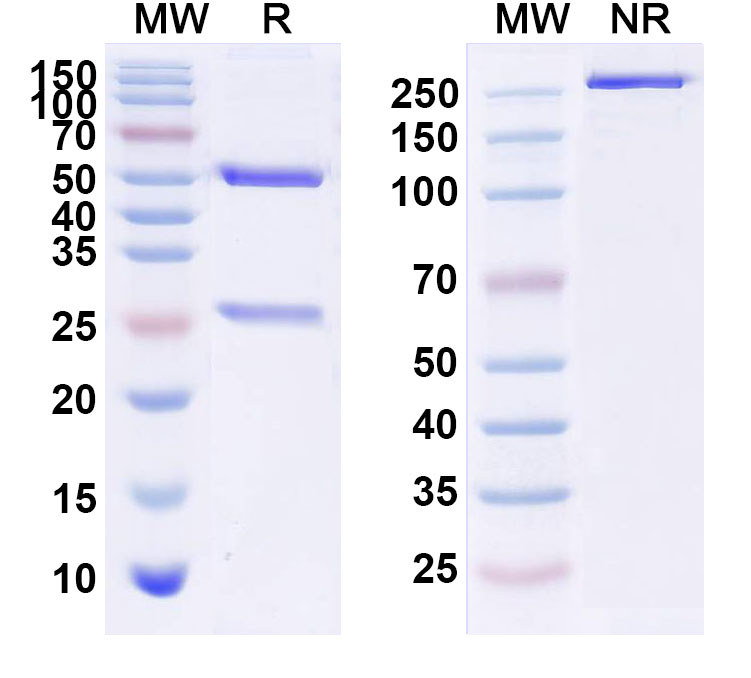 SDS-PAGE for Anti-Human CD115/CSF1R Reference Antibody (IMC-CS4)