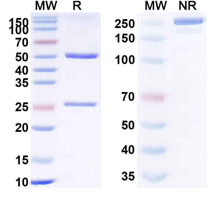SDS-PAGE for Anti-Human CD120b/TNFRSF1B/TNFR2 Reference Antibody (BC011)