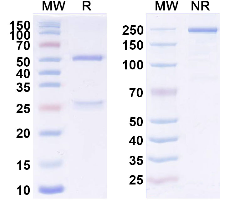 SDS-PAGE for Anti-Human CD123/IL3RA Reference Antibody (KHK2823)