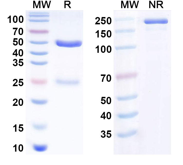 SDS-PAGE for Anti-Human CD126/IL6R/IL-6RA Reference Antibody (APX007)