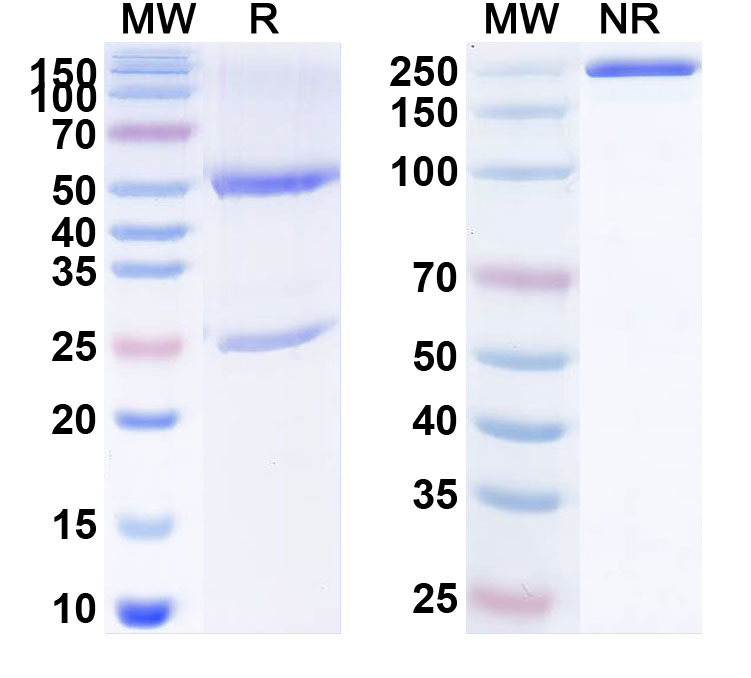 SDS-PAGE for Anti-Human CD134/TNFRSF4/OX40 Reference Antibody (HFB301001)