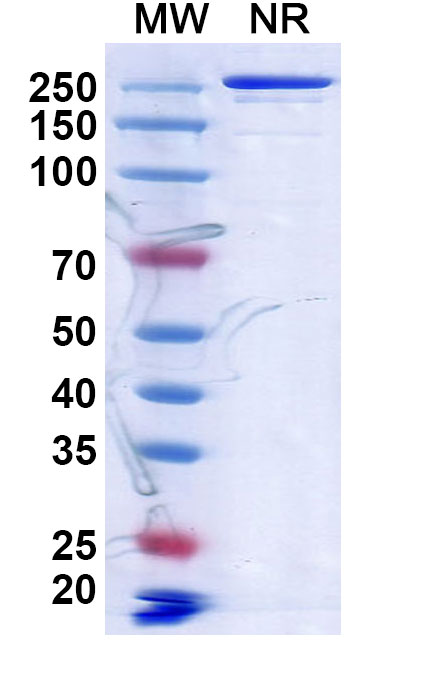 SDS-PAGE for Anti-Human CD134/TNFRSF4/OX40 Reference Antibody (MSB013)