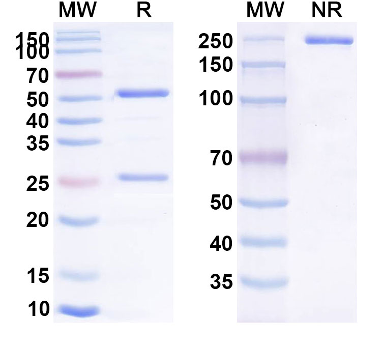 SDS-PAGE for Anti-Human CD137/TNFRSF9/4-1BB Reference Antibody (AGEN 2373)