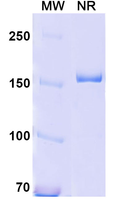 SDS-PAGE for Anti-Human CD18/ITGB2 Reference Antibody (YFC51.1)