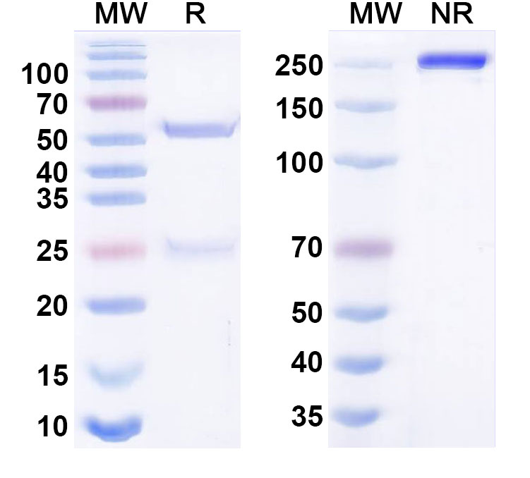 SDS-PAGE for Anti-Human CD194/CCR4 Reference Antibody (KM3060)