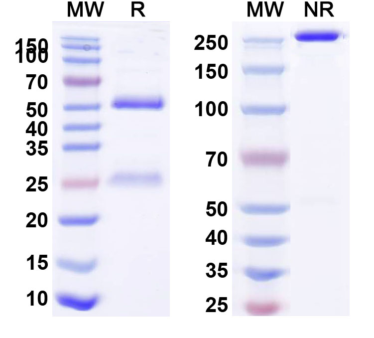 SDS-PAGE for Anti-Human CD227/MUC1 Reference Antibody (huDMB5F3)