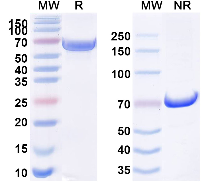SDS-PAGE for Anti-Human CD262/TNFRSF10B/DR5 Reference Antibody (TAS266)