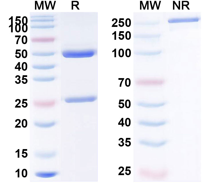 SDS-PAGE for Anti-Human CD274/PD-L1/B7-H1 Reference Antibody (ABM101)