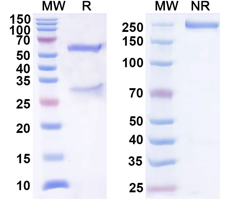 SDS-PAGE for Anti-Human CD276/B7-H3 Reference Antibody (DS-5573a)