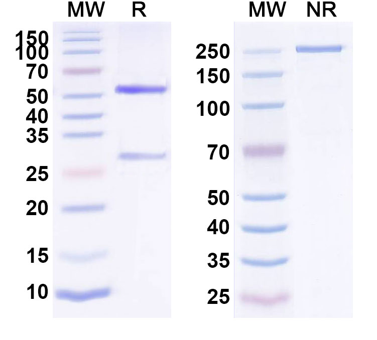 SDS-PAGE for Anti-Human CD326/EPCAM Reference Antibody (AT003)