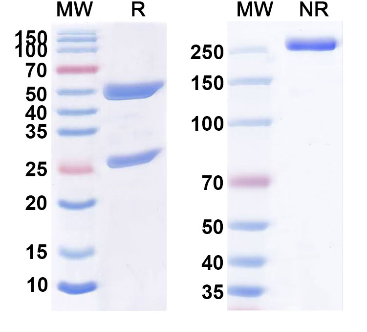 SDS-PAGE for Anti-Human CD32b/FCGR2B Reference Antibody (HuMax-CD32b)